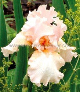 Iris Germanica (Bearded Iris Tall) Reblooming ‘Pink Attraction‘ I (15 Loose p.Open Top Box)
