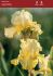 Iris Germanica Bearded Iris Tall Reblooming Eggnog I 15 Loose p.Open Top Box