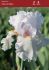 Iris Germanica Bearded Iris Tall Reblooming Eternal Bliss I 15 Loose p.Open Top Box