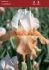 Iris Germanica Bearded Iris Tall Reblooming Invitation I 15 Loose p.Open Top Box