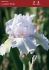 Iris Germanica Bearded Iris Tall Reblooming Lupitas Pride I 15 Loose p.Open Top Box