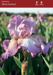 Iris Germanica (Bearded Iris Tall) Reblooming ‘Wine Festival‘ I (15 Loose p.Open Top Box)