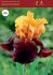 iris germanica bearded iris tall supreme sultan i 15 loose popen top box