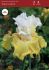 iris germanica bearded iris tall tulip festival i 15 popen top box