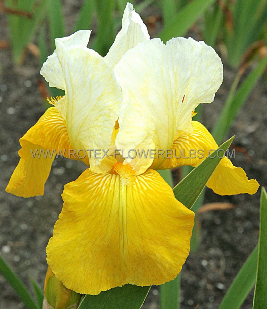 IRIS GERMANICA (BEARDED IRIS) ‘TULIP FESTIVAL‘ I (25 P.BAG) Rotex Flowerbulbs BV
