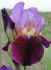 iris germanica bearded iris wine and roses i 25 pbag