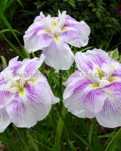 Iris (Japanese Iris) Ensata ‘Kogesho‘ I (150 p.Carton)