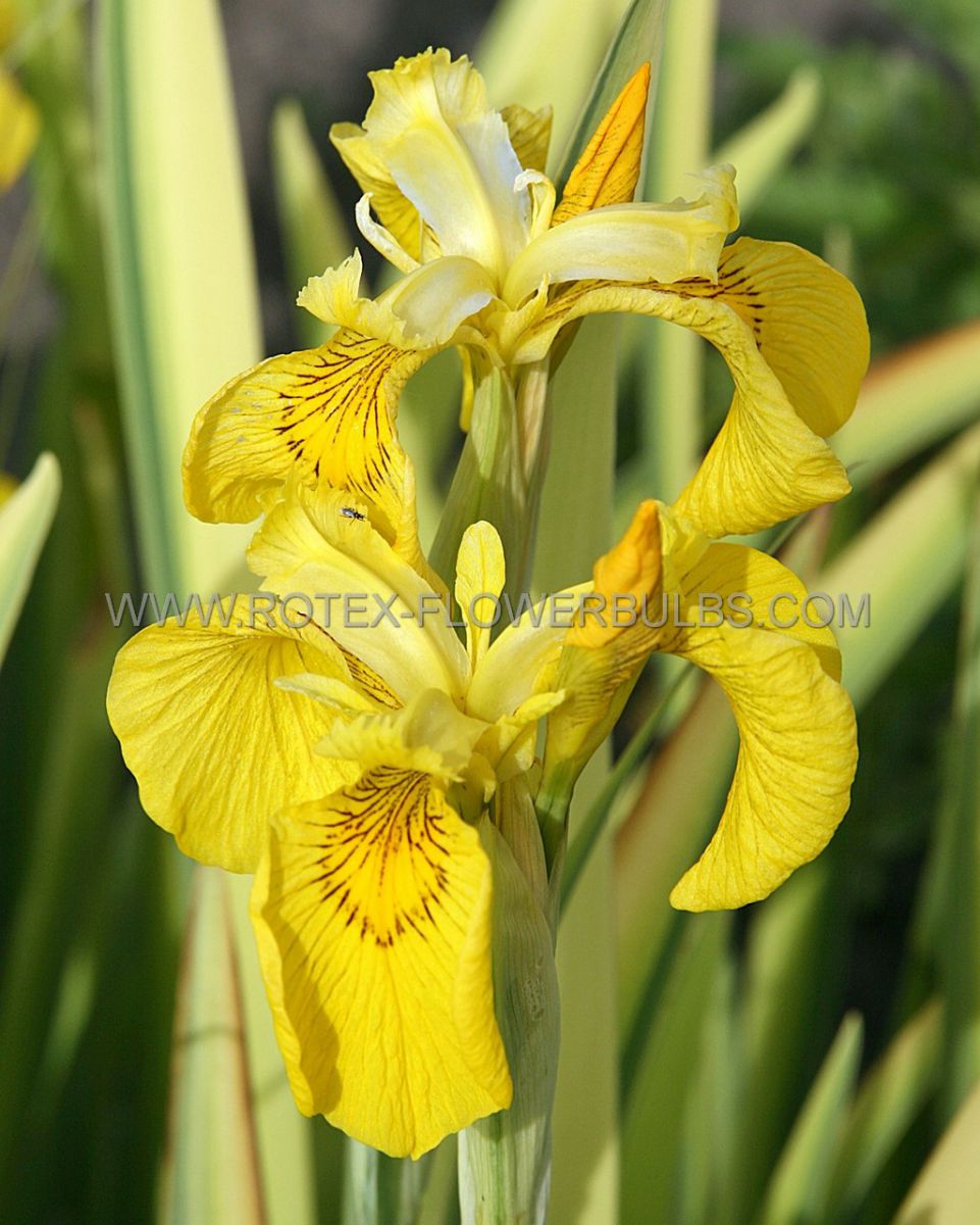 iris pseudacorus variegata i 25 pbag