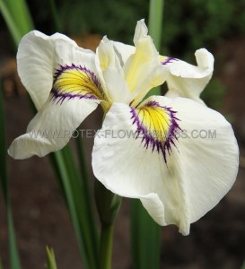 Iris (Pseudata Iris) Pseudata ‘Cat‘s Eye‘ I (200 p.Carton)