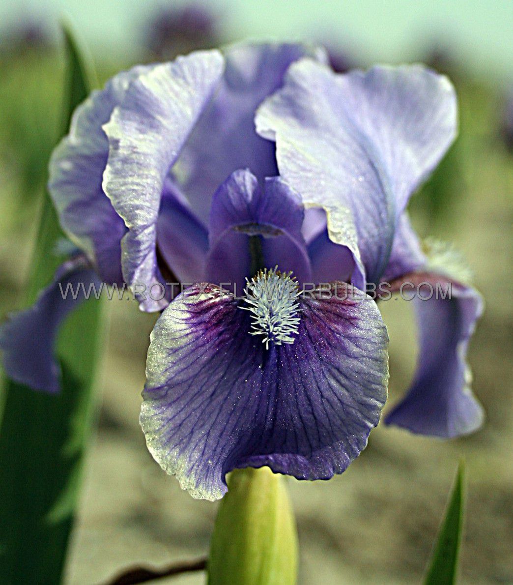 iris pumila bearded iris dwarf banbury ruffles i 25 pbag