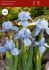 iris pumila bearded iris dwarf blue denim i 25 pbag