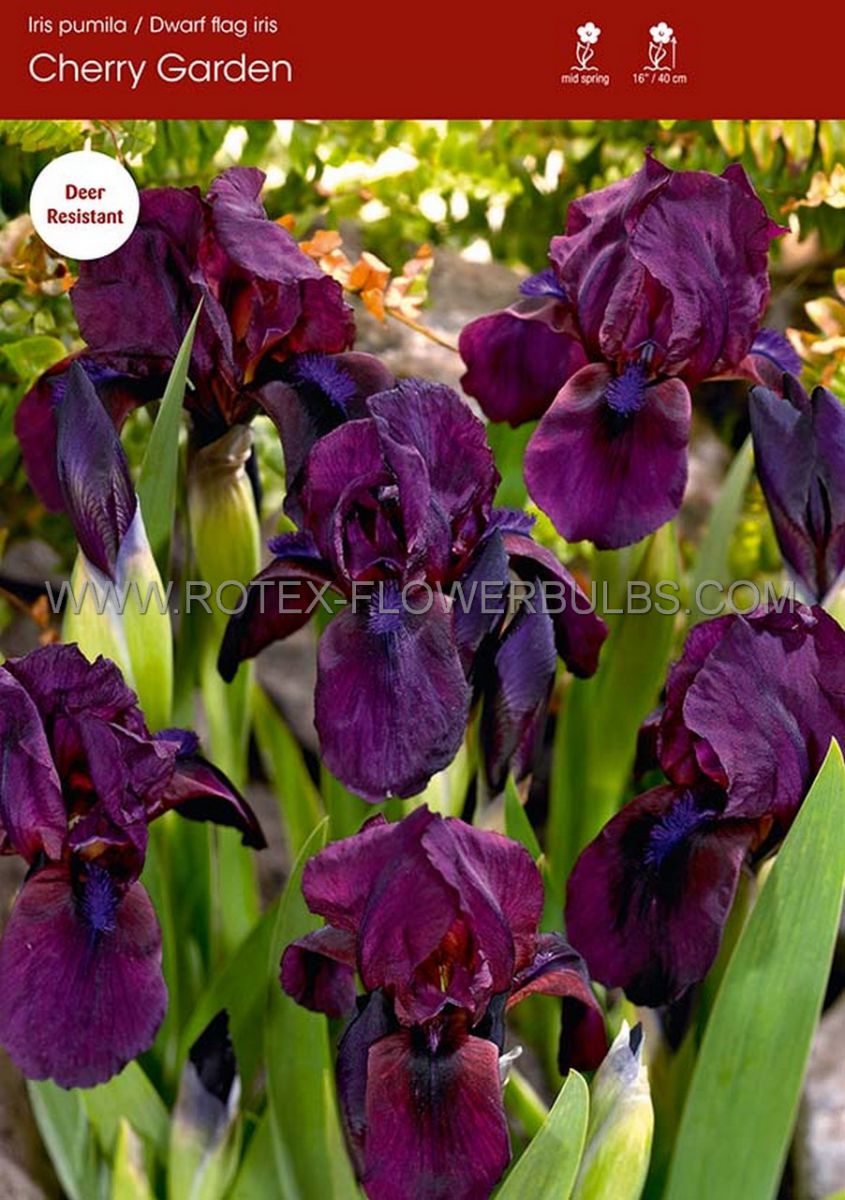 iris pumila bearded iris dwarf cherry garden i 25 pbag