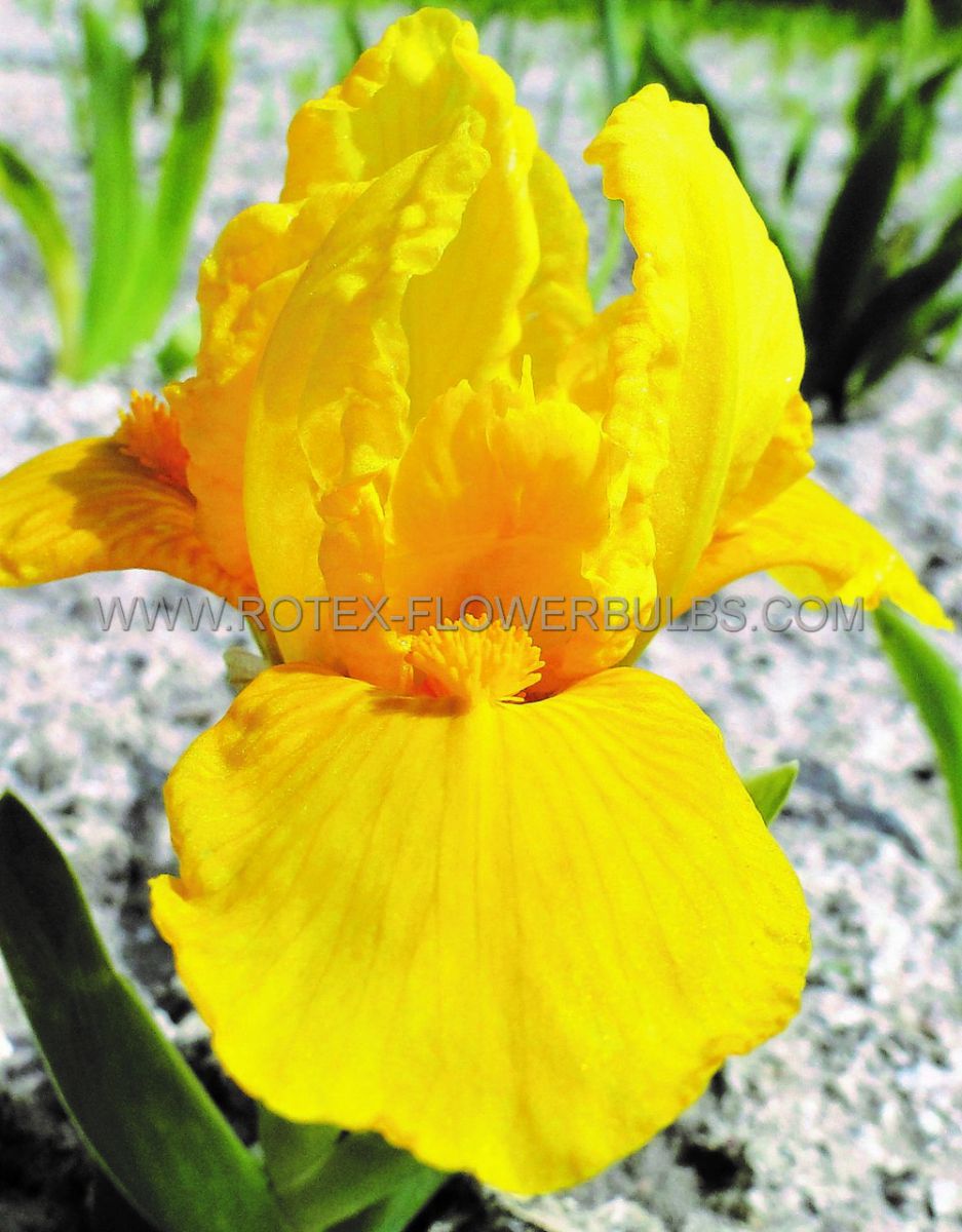 iris pumila bearded iris dwarf orange caper i 25 pbag