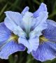 IRIS (SIBERIAN IRIS) SIBIRICA ‘MISSION BAY‘ I (25 P.BAG) IRIS (SIBERIAN IRIS) SIBIRICA ‘MISSION BAY‘ I (25 P.BAG)