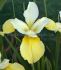 iris sibirica butter and sugar i 25 pbag