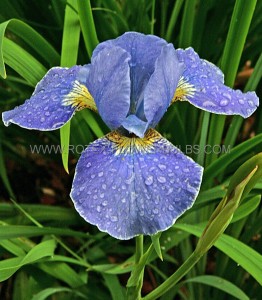 Iris Sibirica ‘Caesar‘s Brother‘ I (10 Quality Pkgs.x 1)
