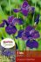 Iris Sibirica Caesars Brother I 10 Quality Pkgs.x 1