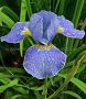 Iris Sibirica ‘Caesar‘s Brother‘ I (25 Loose p.Open Top Box)