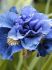 iris sibirica concord crush i 25 pbag