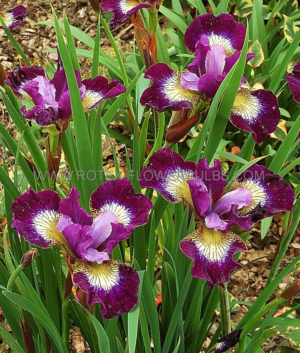 iris sibirica contrast in styles i 25 pbag