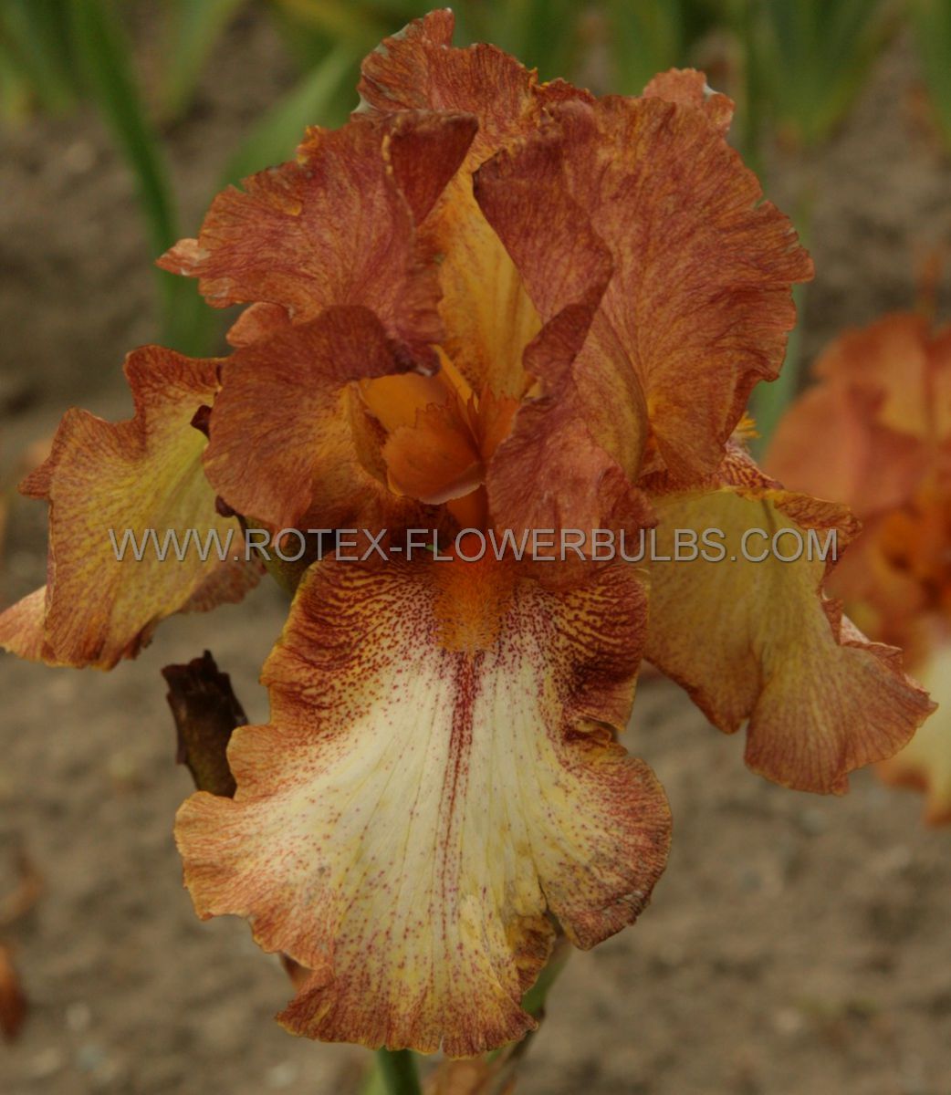 iris sibirica ginger twister i 25 pbag
