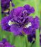 iris sibirica kaboom i 25 pbag