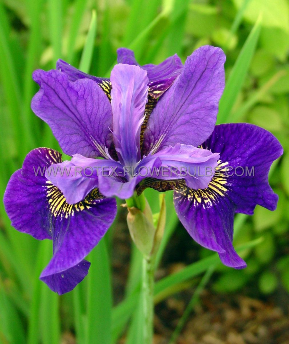 iris sibirica ruffled velvet i 25 pbag