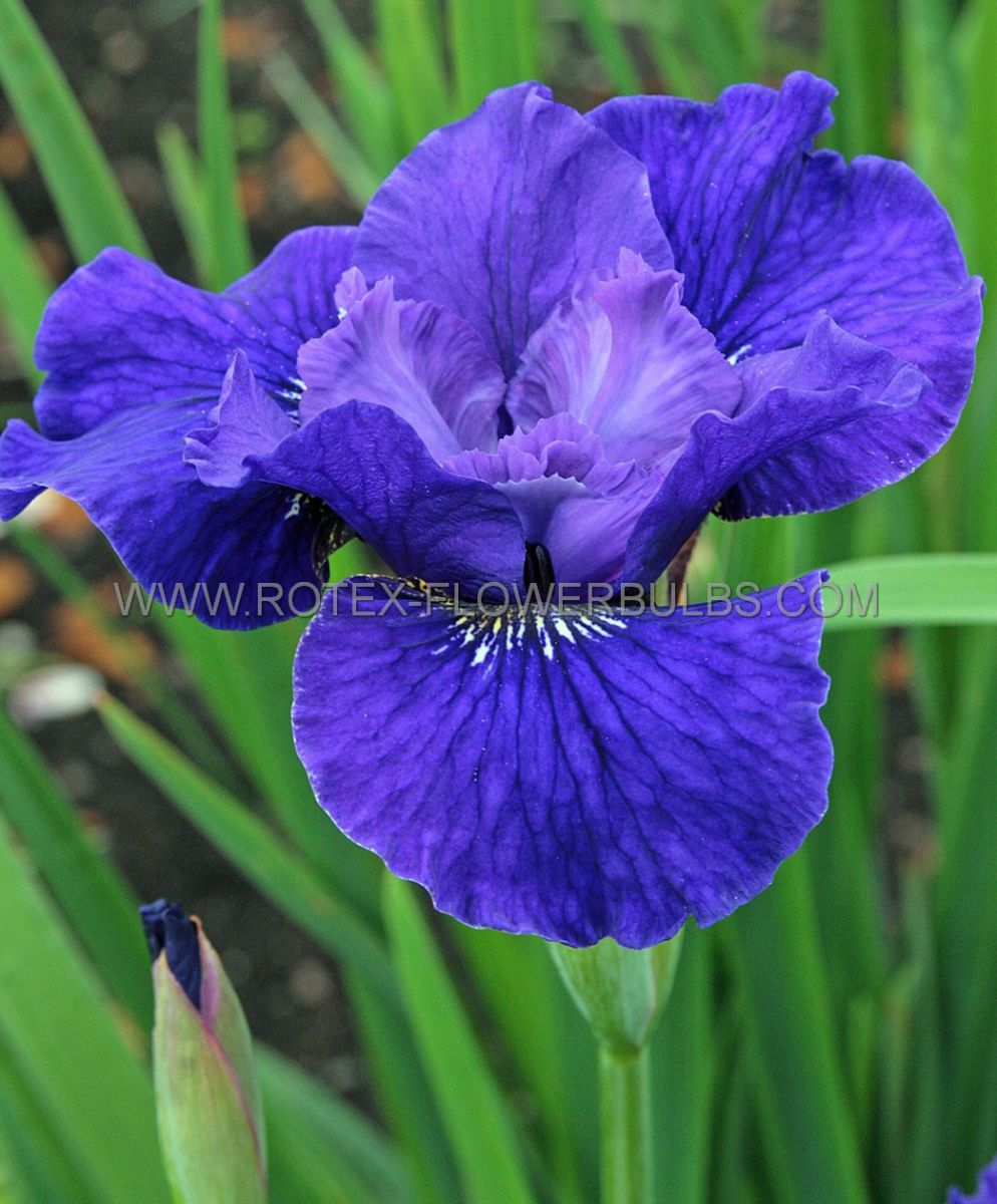 iris sibirica silver edge i 25 pbag