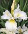 iris sibirica snow queen i 25 pbag
