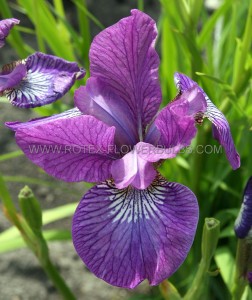 Iris Sibirica ‘Sparkling Rose‘ I (10 Quality Pkgs.x 1)