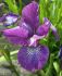 iris sibirica sparkling rose i 25 pbag