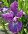 iris sibirica sparkling rose i 25 popen top box