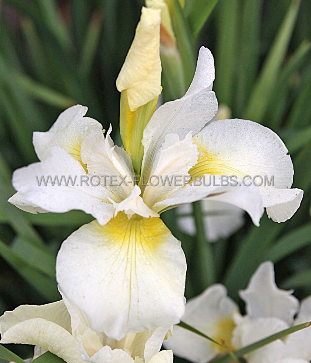 iris sibirica white swirl i 10 pkgsx 1