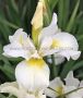 Iris Sibirica ‘White Swirl‘ I (10 Quality Pkgs.x 1)