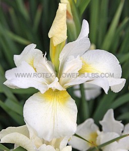 Iris Sibirica ‘White Swirl‘ I (10 Quality Pkgs.x 1)