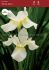 iris sibirica white swirl i 25 popen top box
