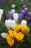 Crocus Mix 78 cm. 10 Jumbo Landscape Pkgs.x 75