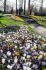 Crocus Mix 78 cm. 10 Jumbo Landscape Pkgs.x 75
