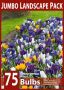 Crocus ‘Mix‘ 7/8 cm. (10 Jumbo Landscape Pkgs.x 75) Crocus ‘Mix‘ 7/8 cm. (10 Jumbo Landscape Pkgs.x 75)