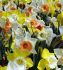 Daffodil Narcissus Mix 10-12 10 Jumbo Landscape Pkgs.x 50