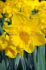 jumbo landscape pkgs daffodil narcissus trumpet dutch master 1012 10 pkgsx 50