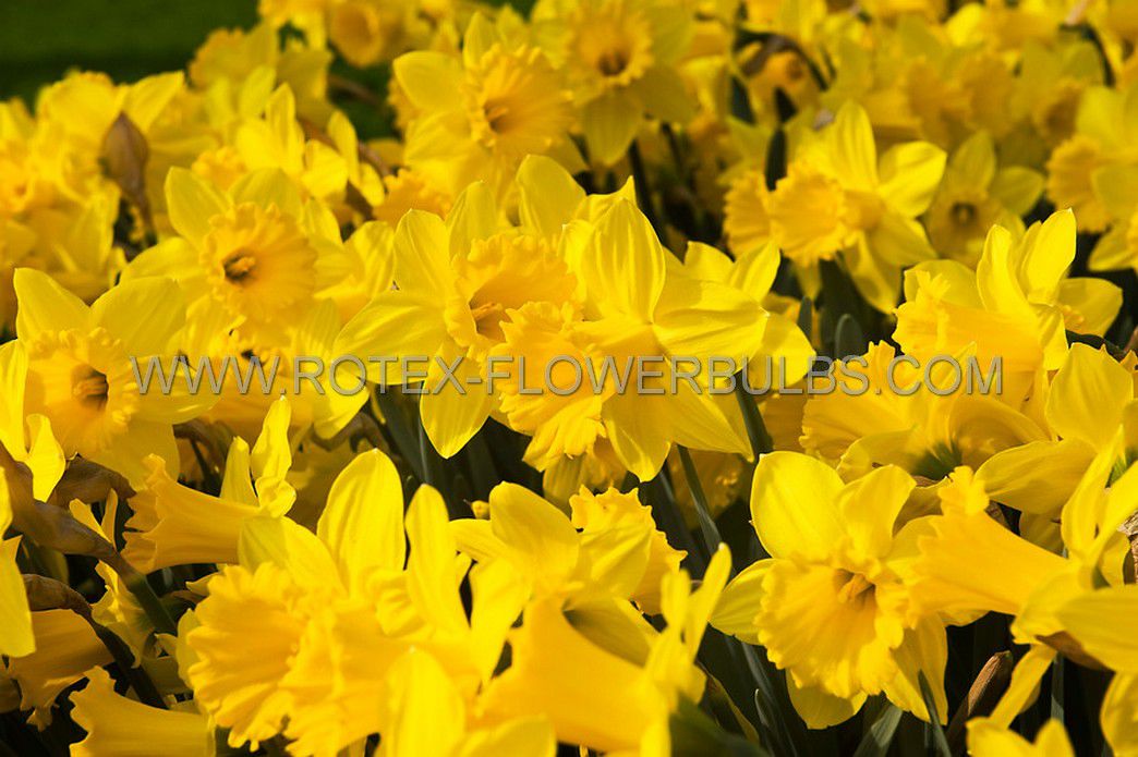 jumbo landscape pkgs daffodil narcissus trumpet dutch master 1012 10 pkgsx 50