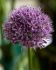 Allium Gladiator 1820 cm. 10 Jumbo Landscape Pkgs.x 6