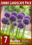 Allium ‘Gladiator‘ 18/20 cm. (10 Jumbo Landscape Pkgs.x 6)