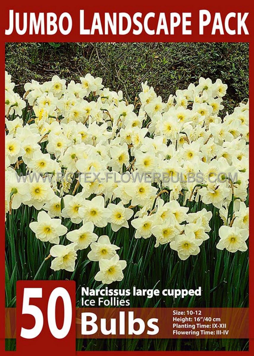 jumbo landscape pkgs narcissus large cupped ice follies 1012 10 pkgsx 50