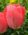 jumbo landscape pkgs tulipa darwin hybrid apeldoorn 1112 cm 10 pkgsx 50