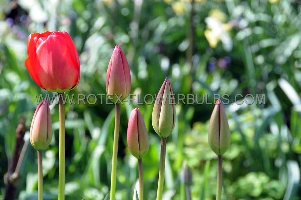 jumbo landscape pkgs tulipa darwin hybrid apeldoorn 1112 cm 10 pkgsx 50