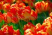 tulipa darwin hybrid banja luka 1112 cm 10 jumbo landscape pkgsx 50