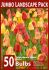 jumbo landscape pkgs tulipa darwin hybrid mix 1112 cm 10 pkgsx 50