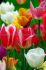 jumbo landscape pkgs tulipa darwin hybrid mix 1112 cm 10 pkgsx 50